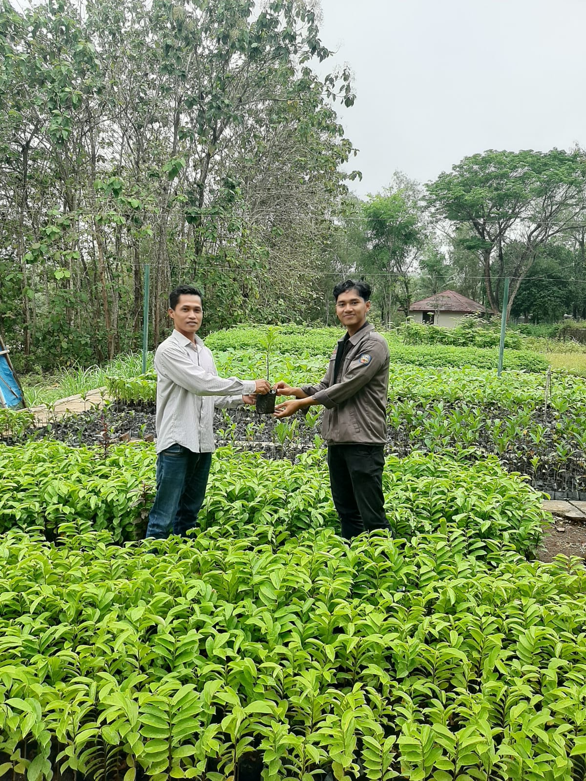 Bantuan Bibit (3)